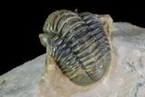 Gerastos Trilobite Fossil - Morocco #87563-4